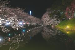 シンメトリー夜桜