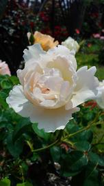 薔薇園内まちの景フリルな雰囲気の花弁コンテド･シャンパーニュ はるさん♂さん