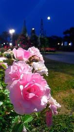 薔薇園まちの景夜空にボニカ&#039;８６のピンクを添えて。 はるさん♂さん