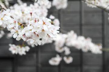 桜飾り 咲さん