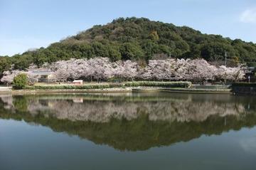 池に映る桜とバックの耳成山が綺麗です。 とっぽさん