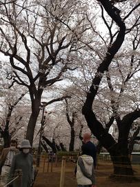 春は桜が綺麗です！ khaさん