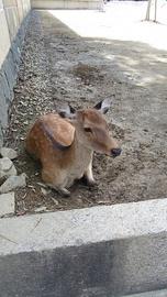奈良県は鹿が多いです！！ おまんじゅうさん