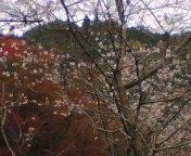 桜と紅葉 まかろんさん