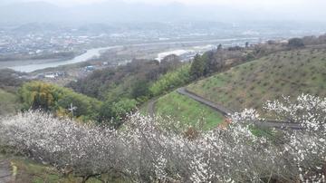 紀ノ川周辺は、梅の花が満開です。 LoveZ33さん