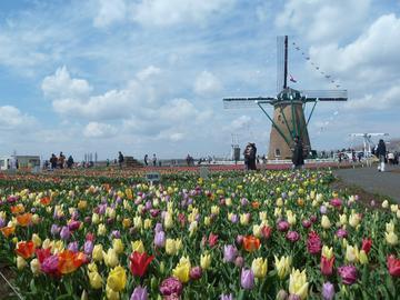 オランダ風車を背景に色とりどりのチューリップが彩り豊かに咲き揃います。 チューリップ大好きさん