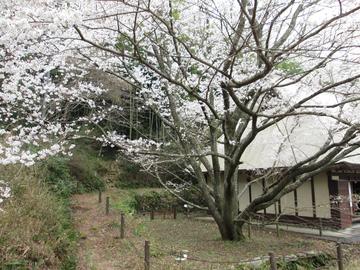 薄墨桜と茅葺の家（その１） ヤマトさん