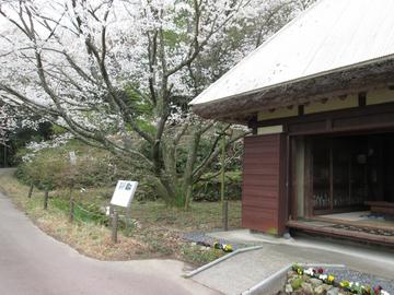 薄墨桜と茅葺の家（その２） ヤマトさん