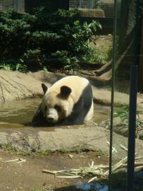 熊猫風呂 銀色仮面さん