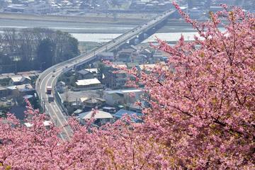 山の上から河津桜と俯瞰景色を楽しむことが出来ます Dambustersさん