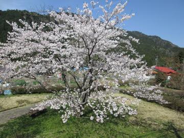 桜・・・春の陽に輝いて ヤマトさん