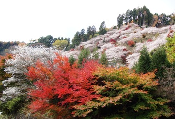 紅葉と桜の競演 ライステラスさん