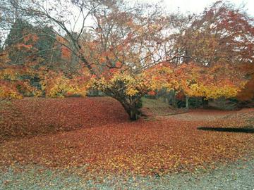 吉野神宮の紅葉です。 lovez33さん
