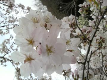 油山の桜 もうすぐ春ですねさん