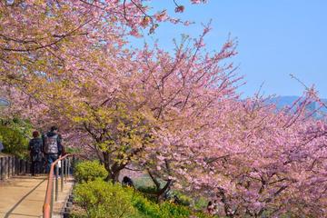 早咲きの河津桜が楽しめます ashihoriさん
