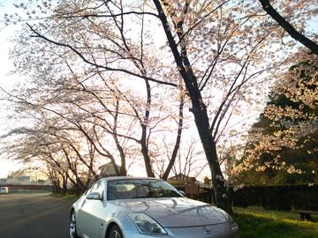 宇賀川の桜並木