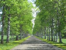 青空と新緑の白樺並木とまっすぐな一本道