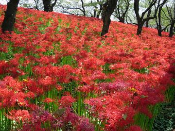 桜の木の下は、一面の赤の絨毯です！ 万里ママさん