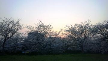 川辺に沿った桜並木　を　お散歩できます。 yosshiy215さん