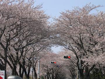 桜並木をのんびりドライブ ひよこさん