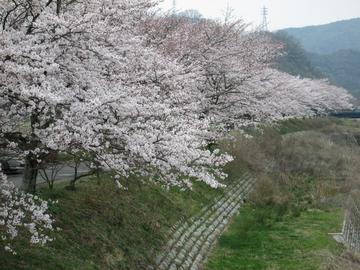 川沿いの桜並木 happyさん