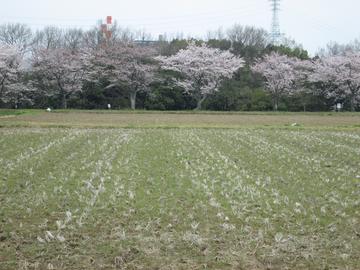 田んぼから見た桜並木 happyさん