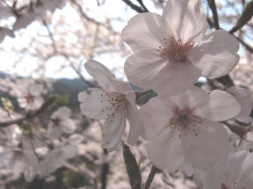 油山の桜０２ minminさん