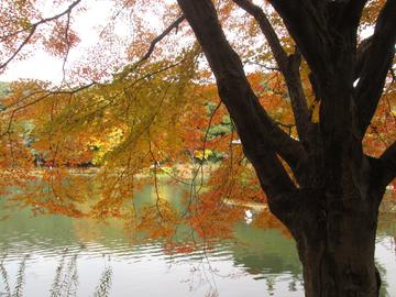 正伝池の紅葉（その１） hamuさん