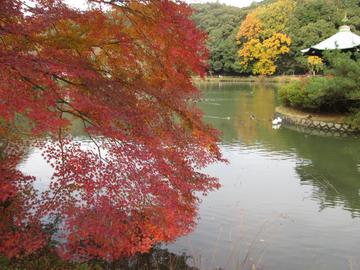 正伝池の紅葉（その２） hamuさん