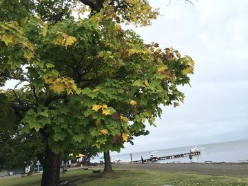 湖畔の木々も紅葉で色づき始めていました。 アカハヤシゲオさん