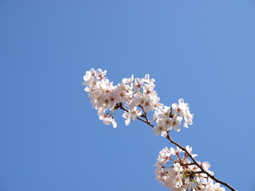桜がキレイ穴場スポット コナンさん