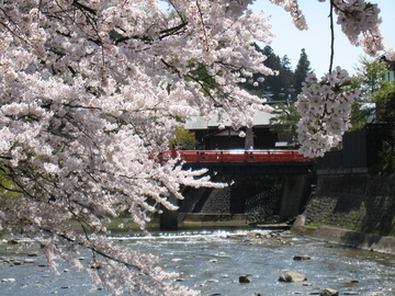 赤い橋と桜が最高 まんまちゃんさん