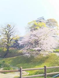 熊本城　崩落石垣と桜 musayuさん