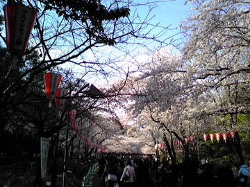 公園内の桜 ディーぐれさん