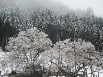 雪の桜風景（１） AIさん