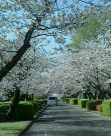 三万桜並木