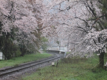 桜に包まれた駅 hamutaさん