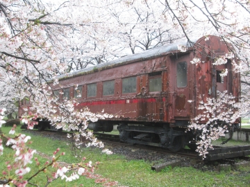桜飾りの電車（展示） hamutaさん