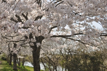 桜が綺麗でした。 brownさん