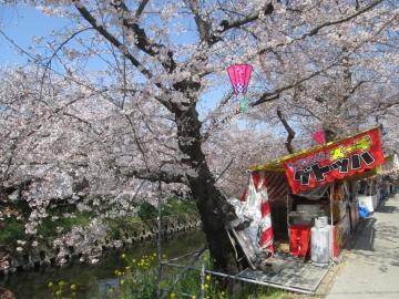 桜祭り moonさん