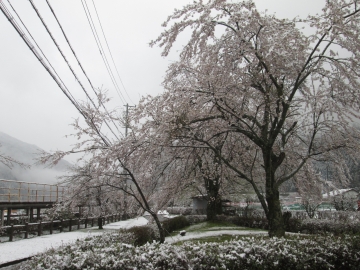 雪景色（桜） hamutaさん