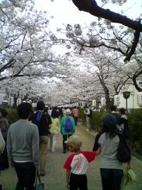 桜に囲まれた参道です ikehayaさん