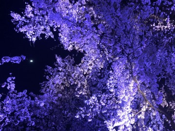 夜桜がめっちゃキレイ！！ ふみふみさん