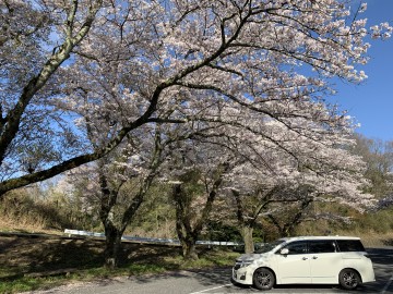 たまたまドライブに行くと桜が綺麗でした ぽぽいぽさん
