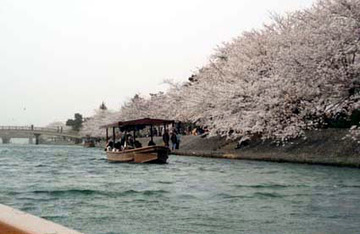 平等院のそば、宇治川の桜 ふくどんさん