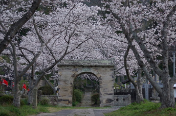 武雄鍋島家の菩提寺でこの石門と桜のコントラストが素晴しい オビリンさん