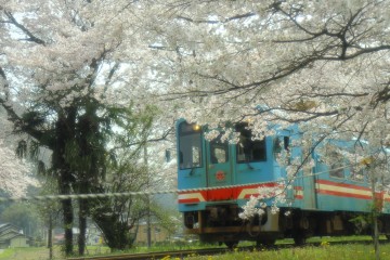 桜と電車の撮影スポット ふみさん