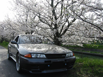 綺麗な桜並木です。 N-JUNKIEさん