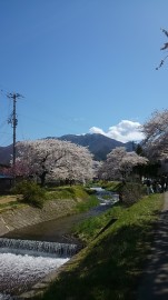 観音寺川の桜 旅が好きさん