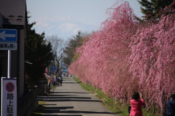 桜並木がきれい baku1968さん